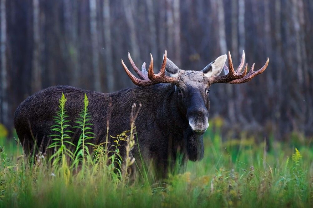 Осторожный взгляд