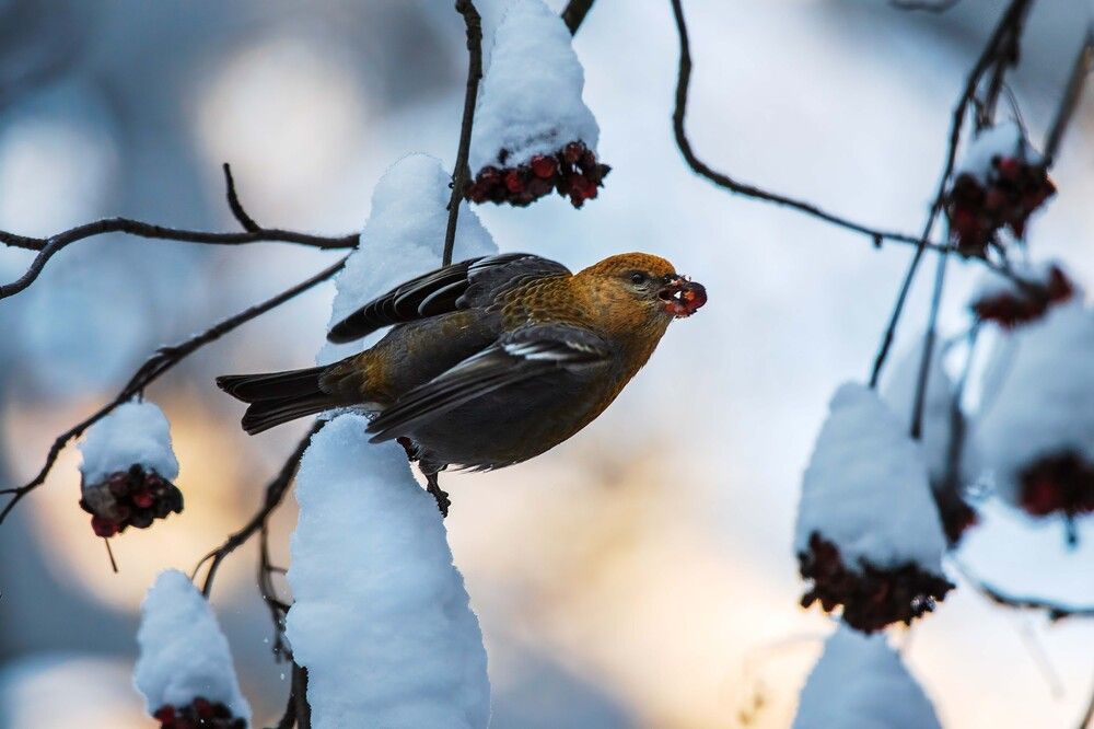 Photograph by Павел Ныриков