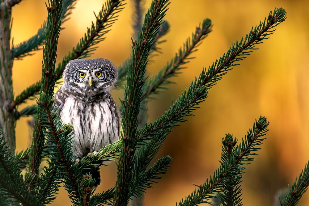 Photograph by Tomaš Smutný