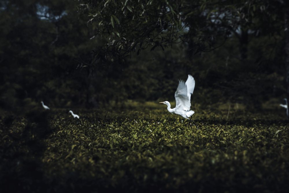 Photograph by Niranjan Baishya