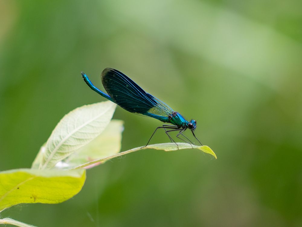 Фотография автора Светлана Долотова