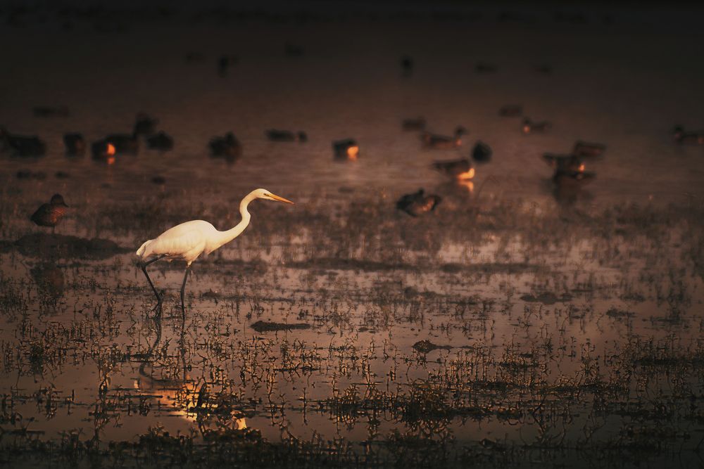 Photograph by Niranjan Baishya