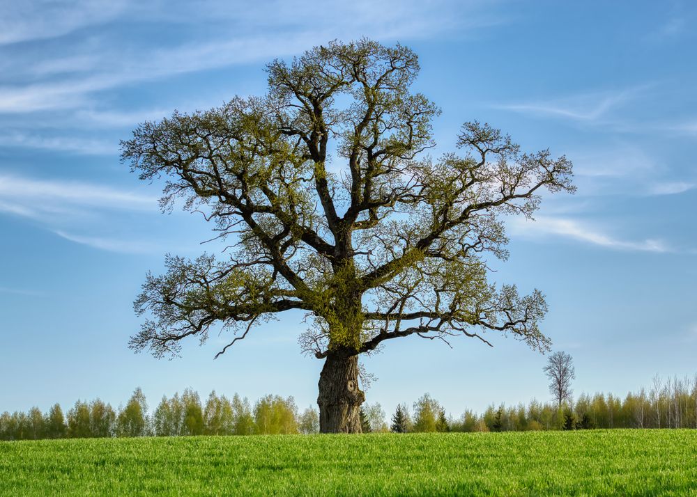 Фотография автора Kulikova Albina