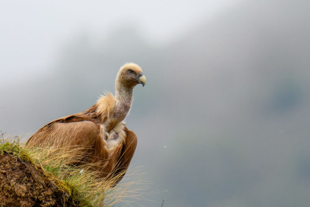 Белоголовый сип