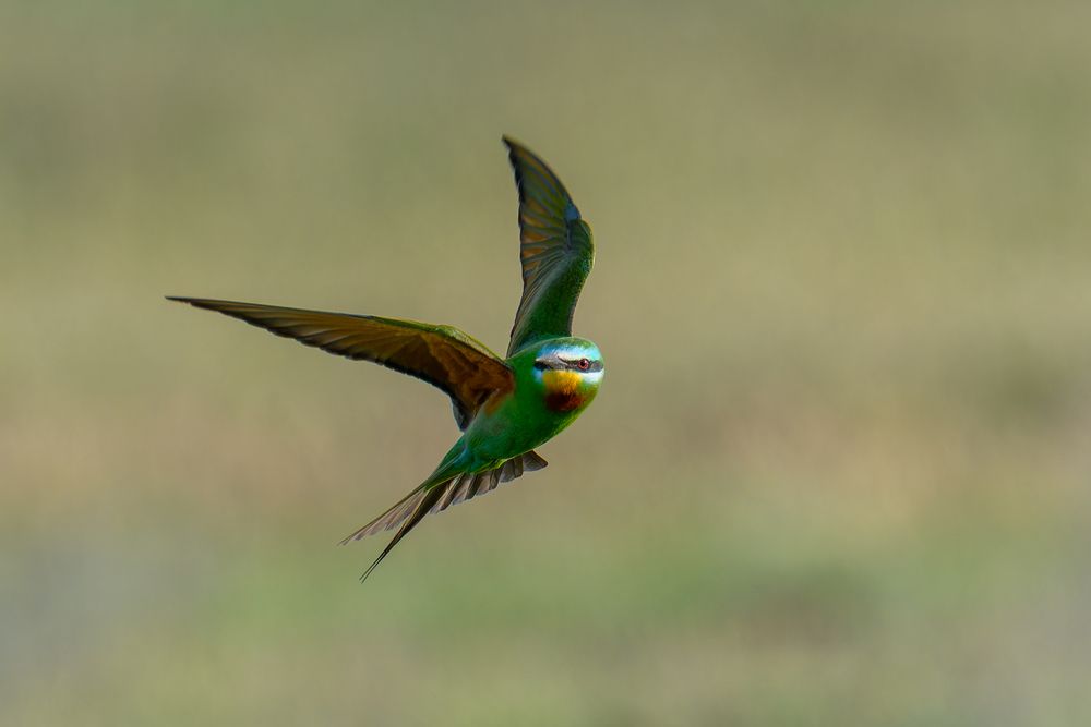 Зеленая щурка