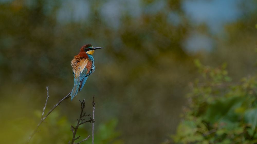 Photograph by Emanuele Zucchi