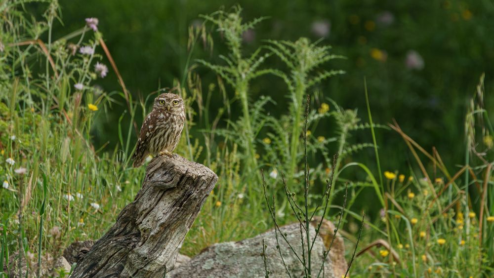 little owl on its trone