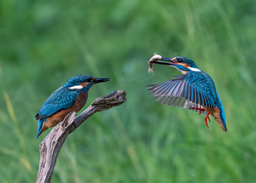 Photograph by Дорн Оксана