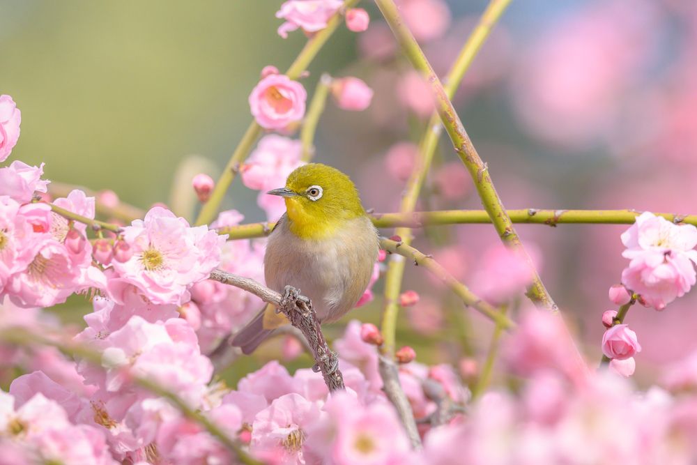 Photograph by kurodon