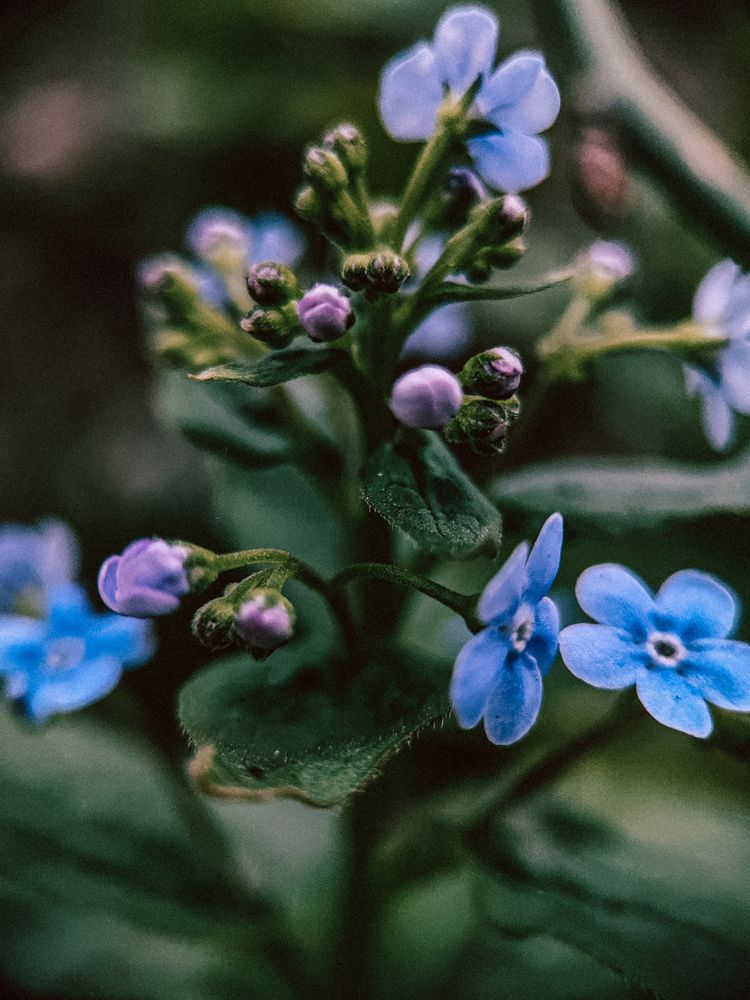 Фотография автора Алиса Исаева