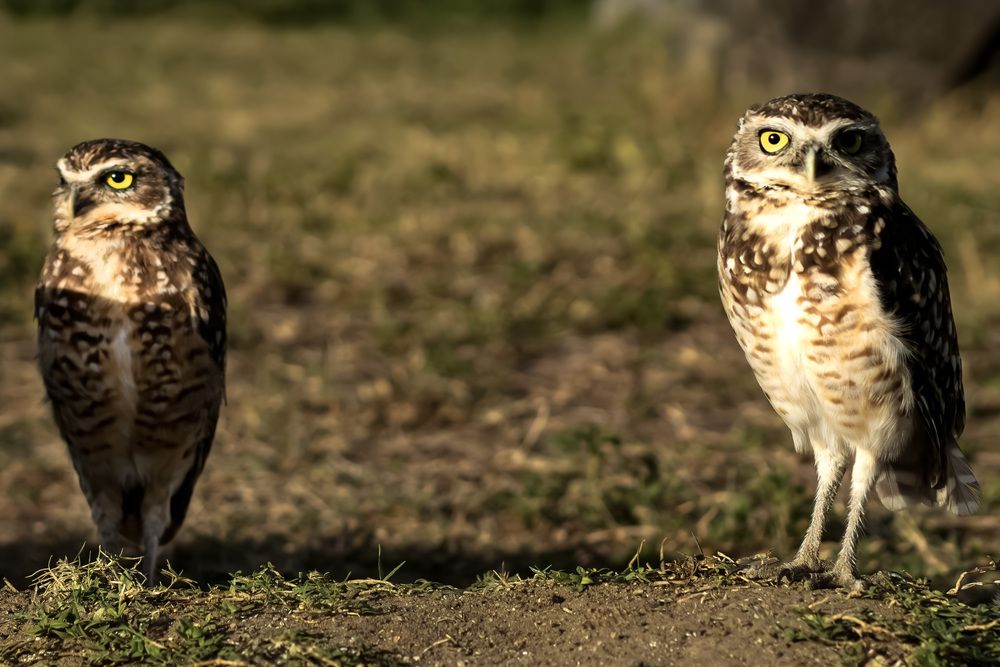 Фотография автора Cristiane Terrazzan