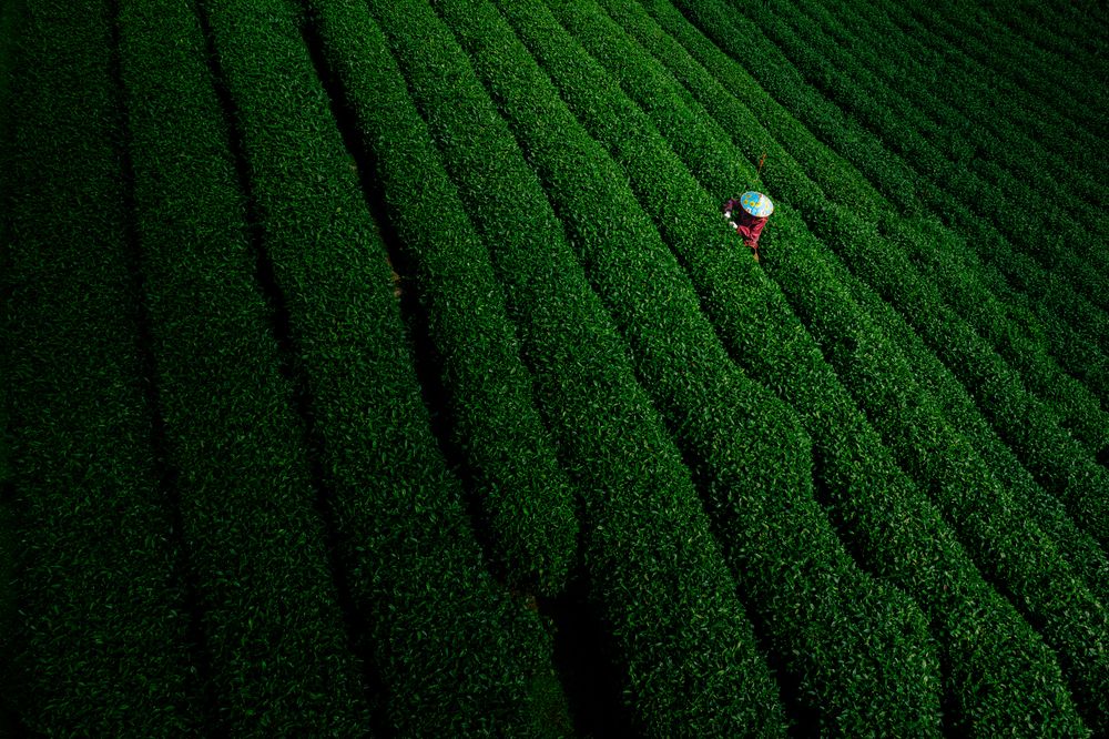 龙井采茶