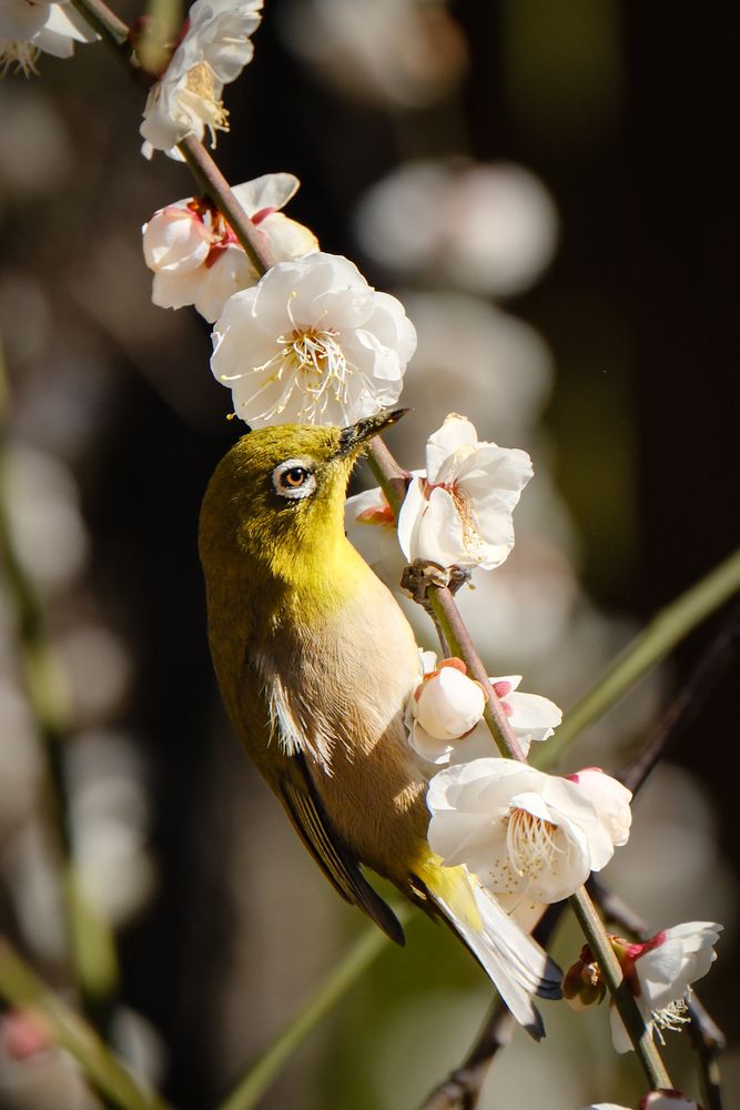 Photograph by mak takano