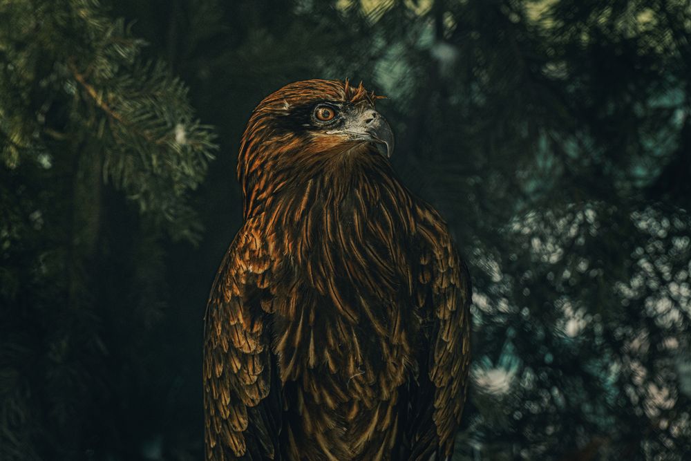 Фотография автора Павел Ващилов