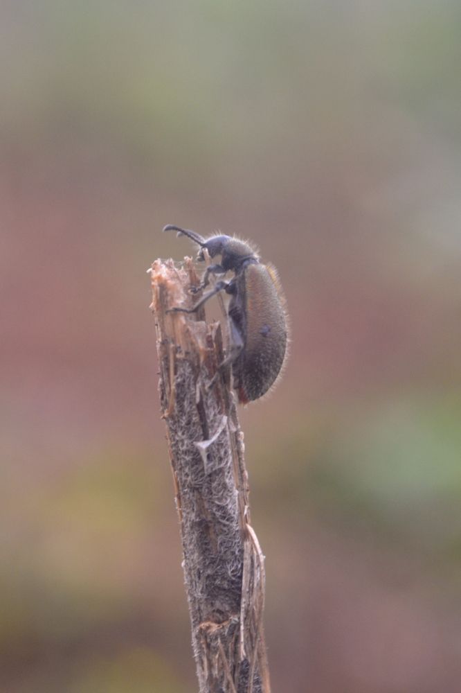 Photograph by Gildo de Campos Correa