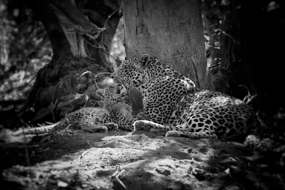 Photograph by Chantelle Van Niekerk