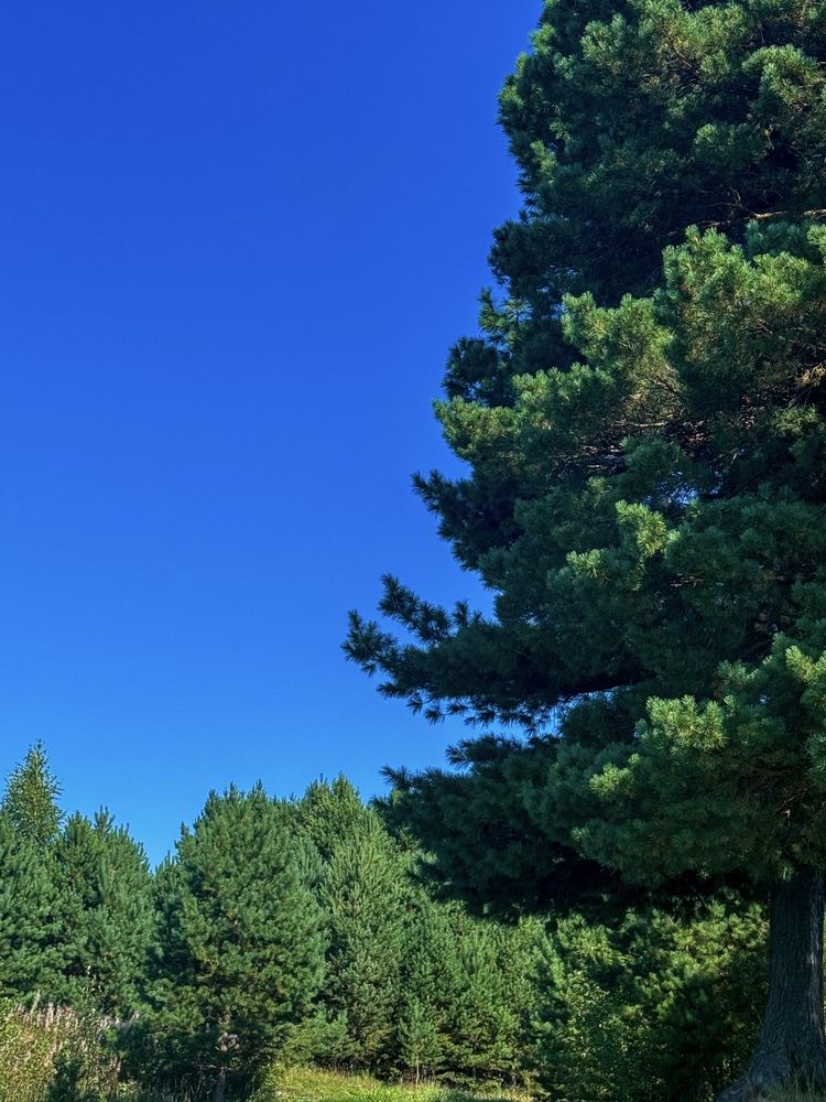 Photograph by Ольга Имамкулиева