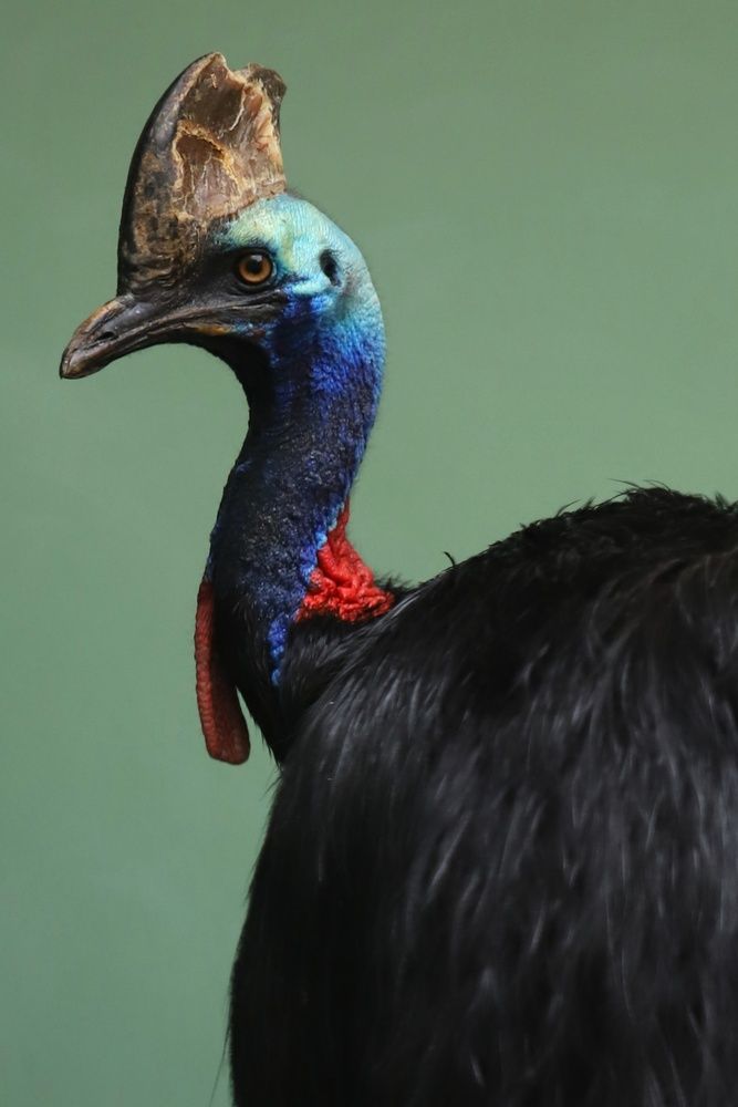 Фотография автора Елена Кириллова