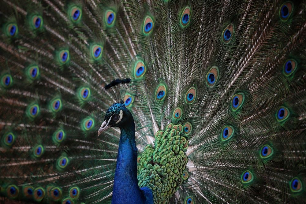 Фотография автора Елена Кириллова