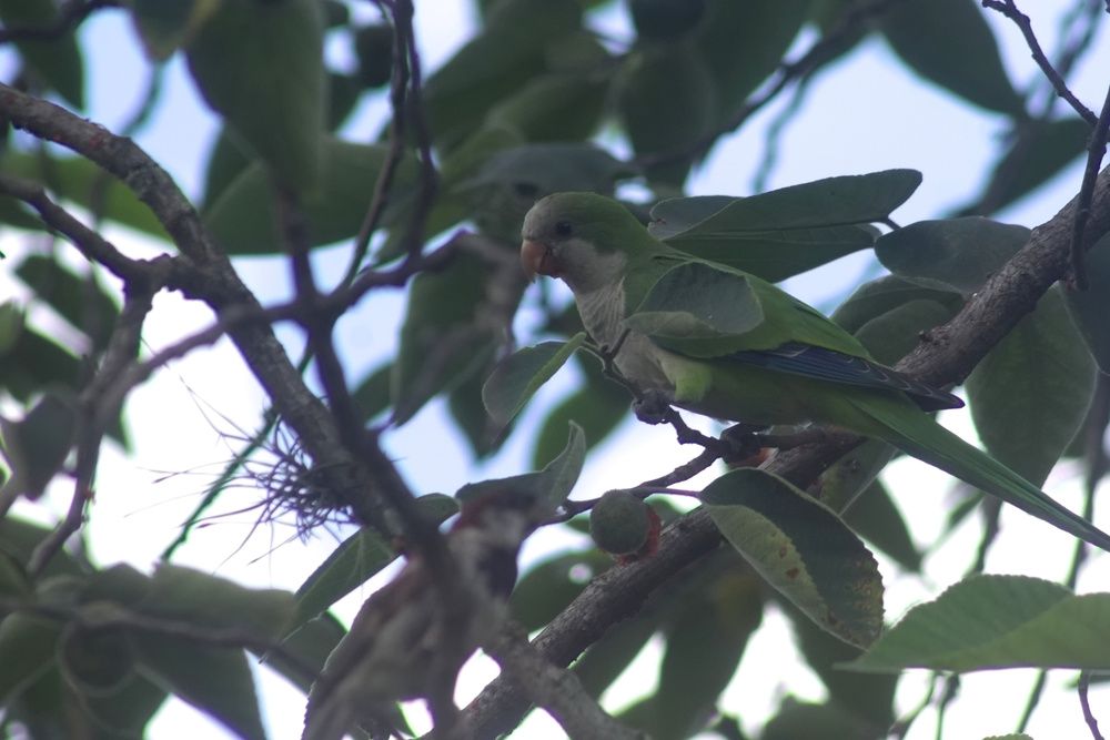Cotorras del Parque 9 de Julio