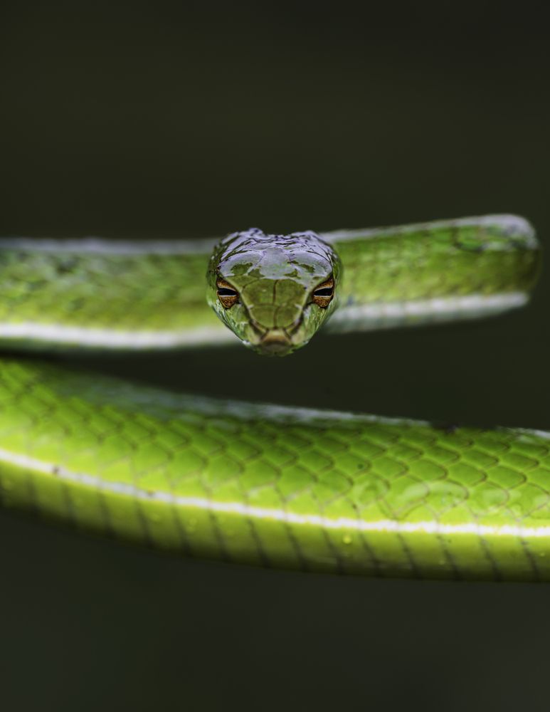 I See You