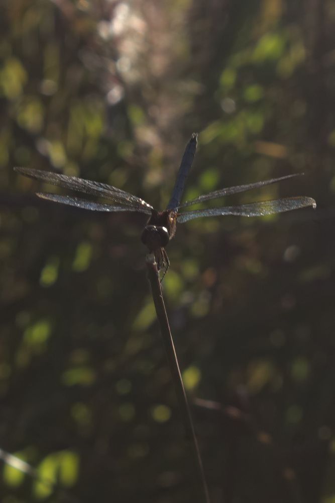 Фотография автора Guillermo Topp