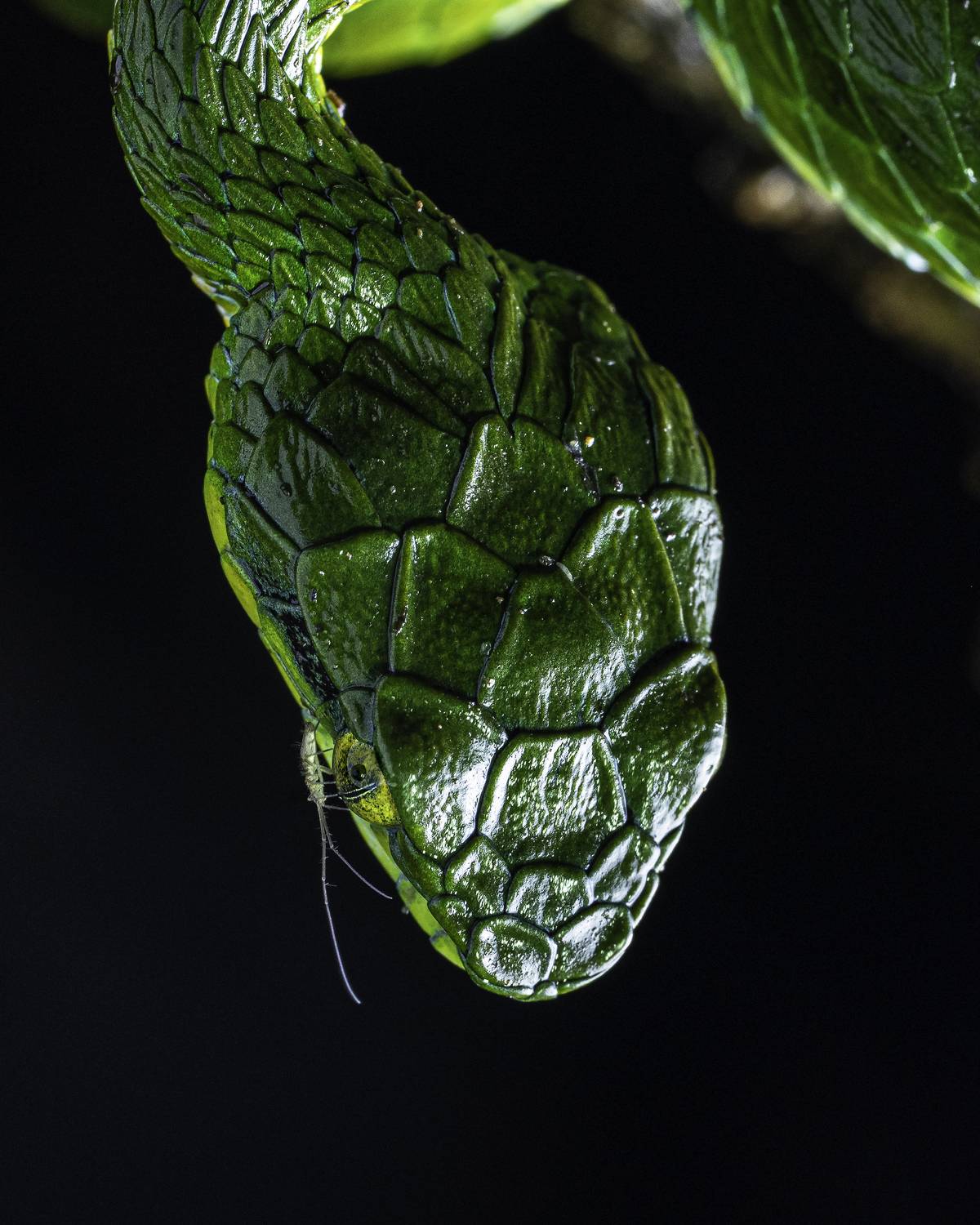 Prey and the predator Prey and the predator