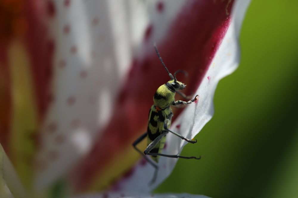 Усач изменчивый.