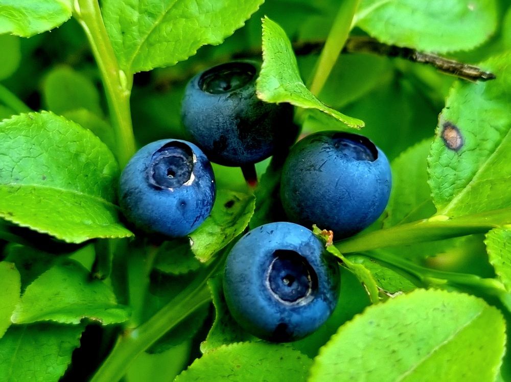 Photograph by Mojca Rebol