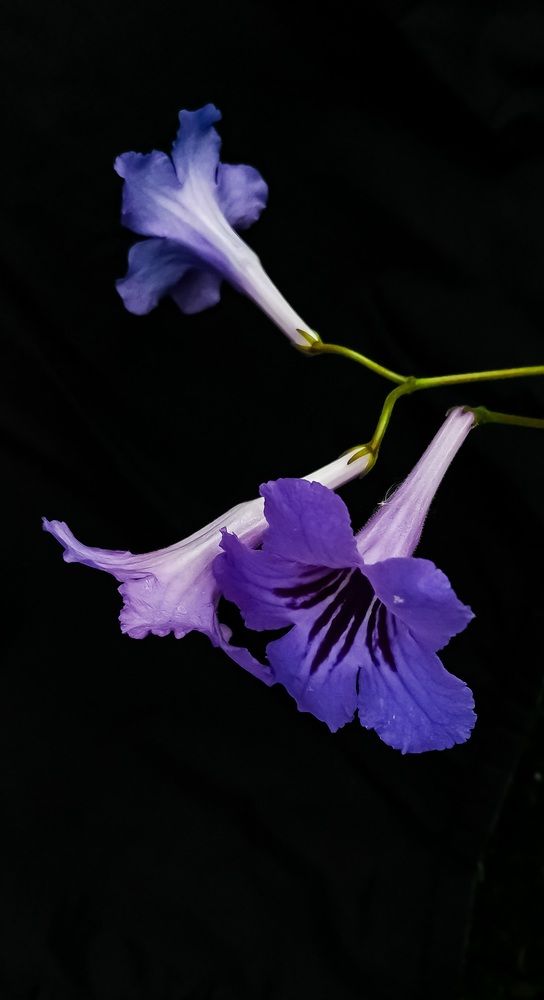 Photograph by Яна Йорданова