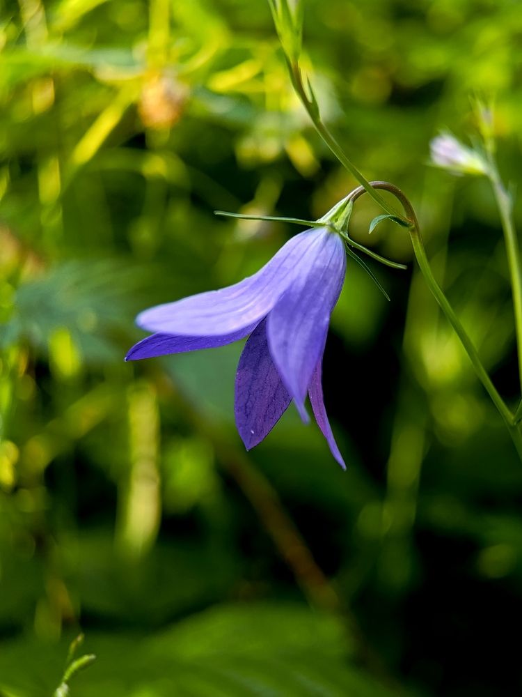 Летние мгновения