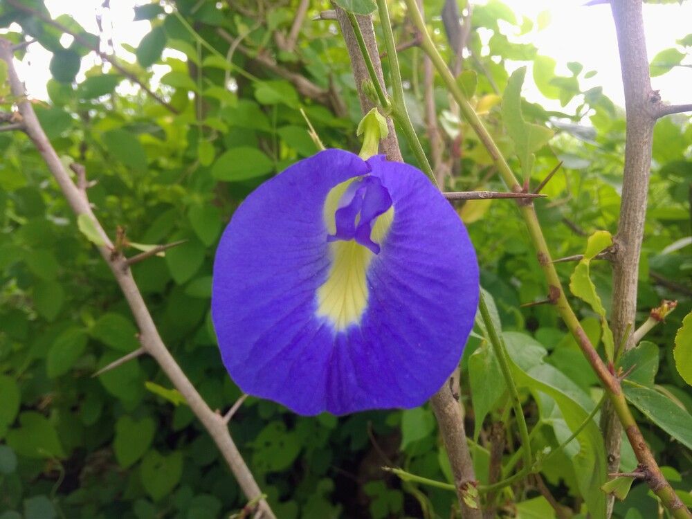 Photograph by sumit sitole