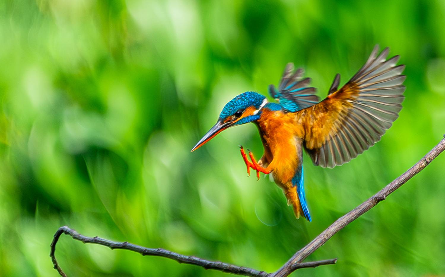 Фотография #13205433