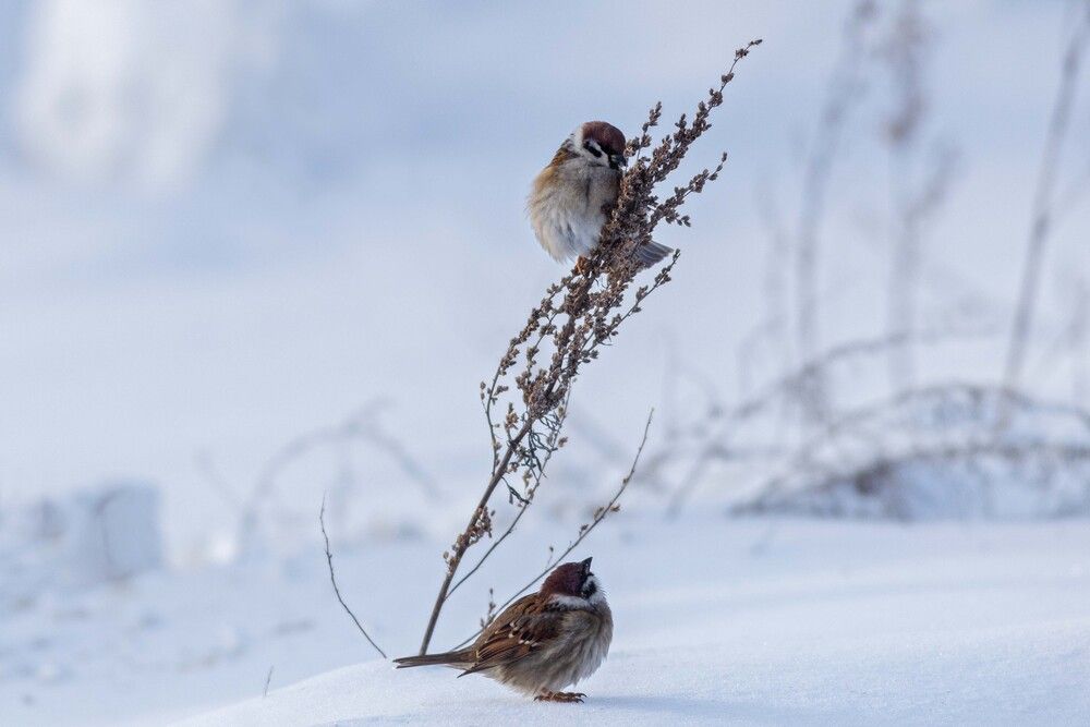 Photograph by Алексей Широбоков