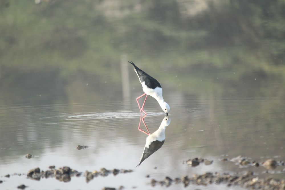 Photograph by Sharad vadoliya