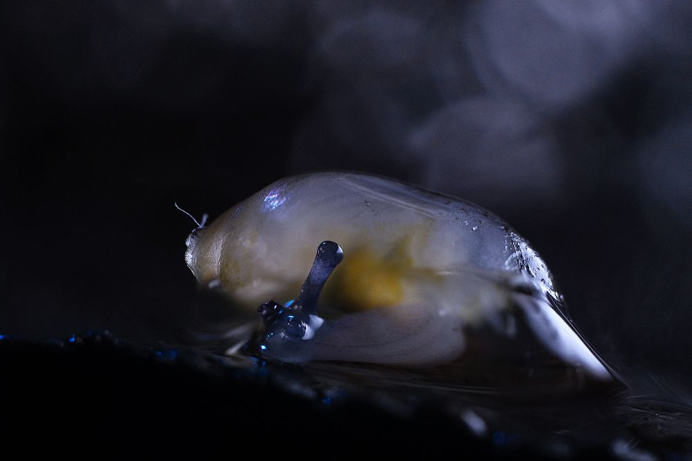 Photograph by Victoria Mogulyan