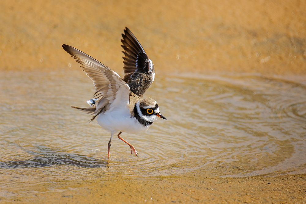 Photograph by Manjula Perera
