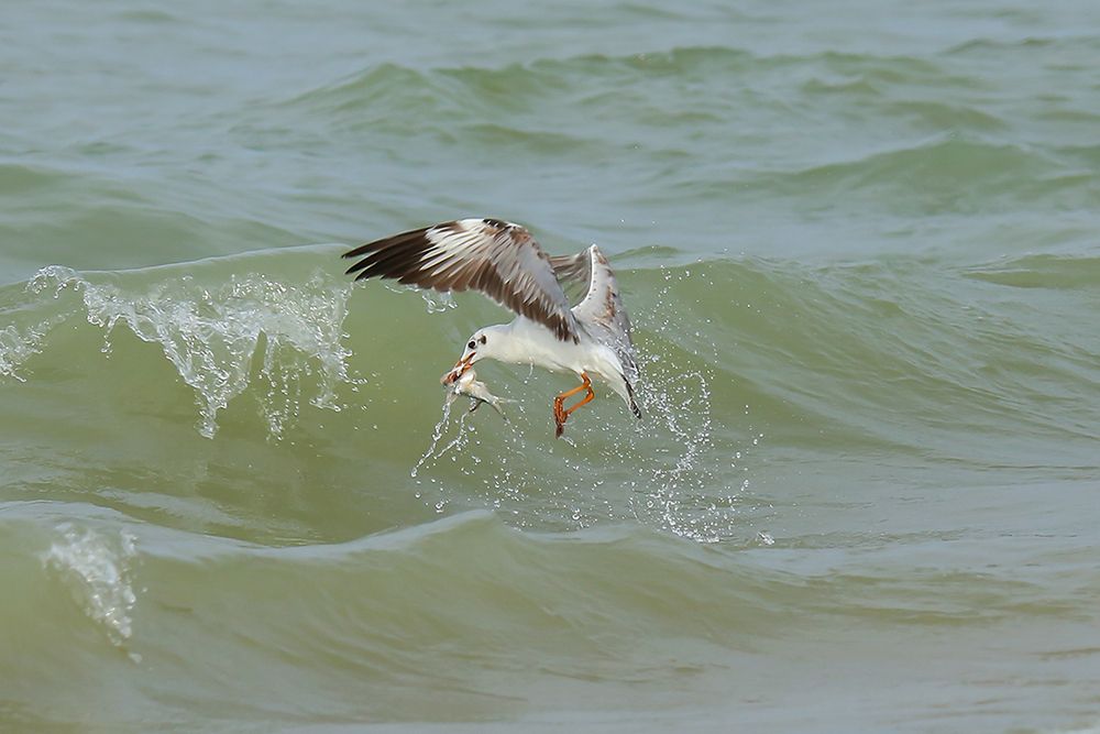 Photograph by Manjula Perera