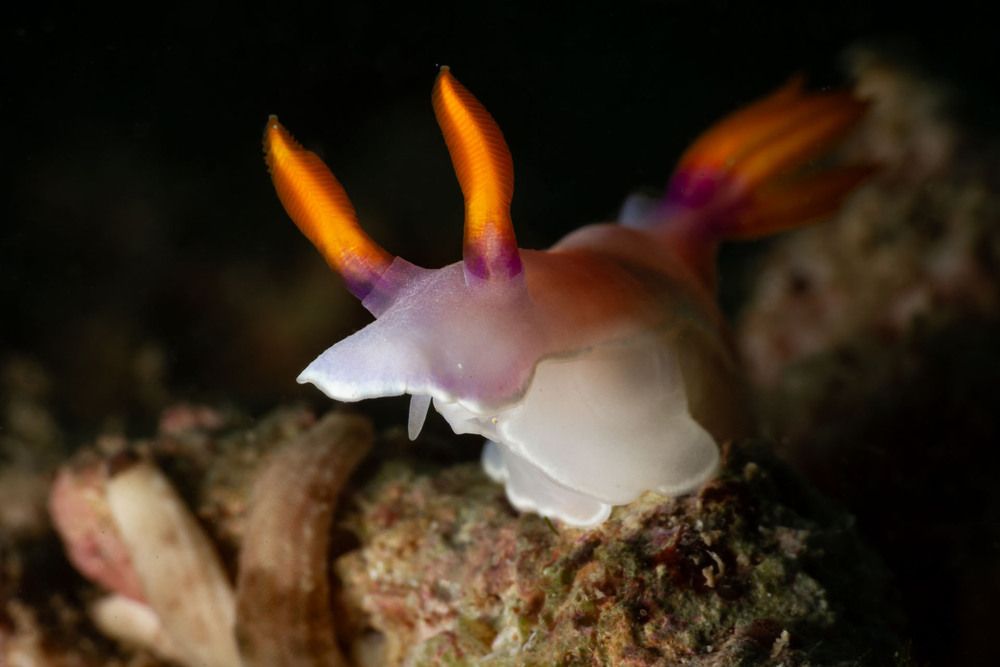Photograph by Susanna Randazzo