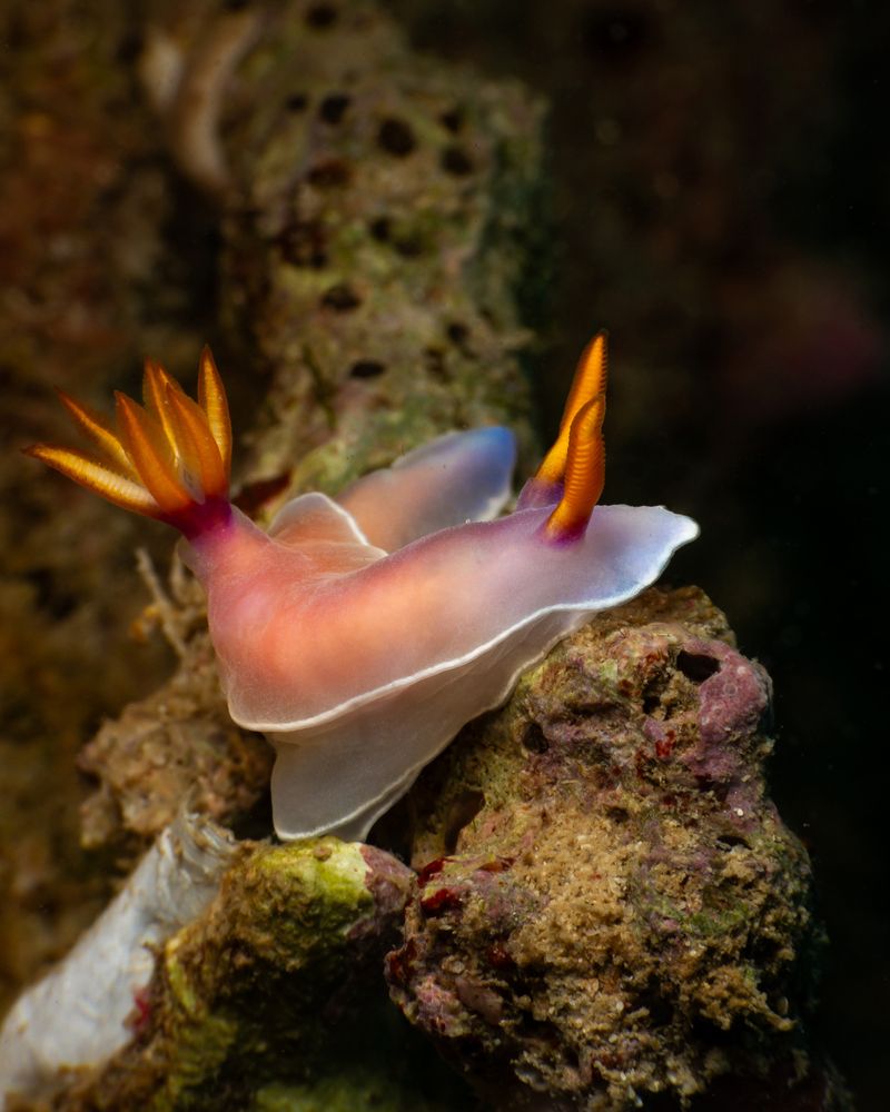Photograph by Susanna Randazzo
