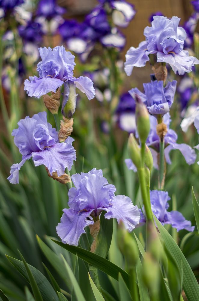 Голубые ирисы