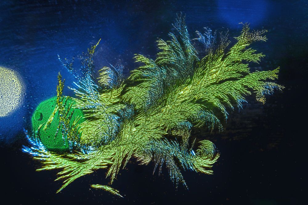 Фотография автора Наталья Максимова