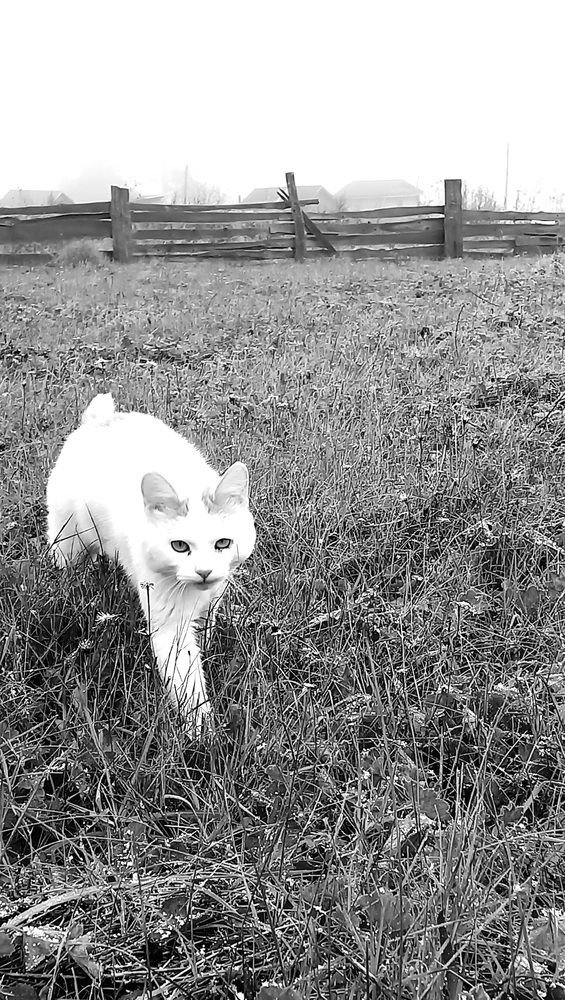 Photograph by Назмутдинова Сауия