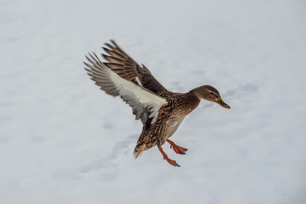 Photograph by Екатерина Ковалева