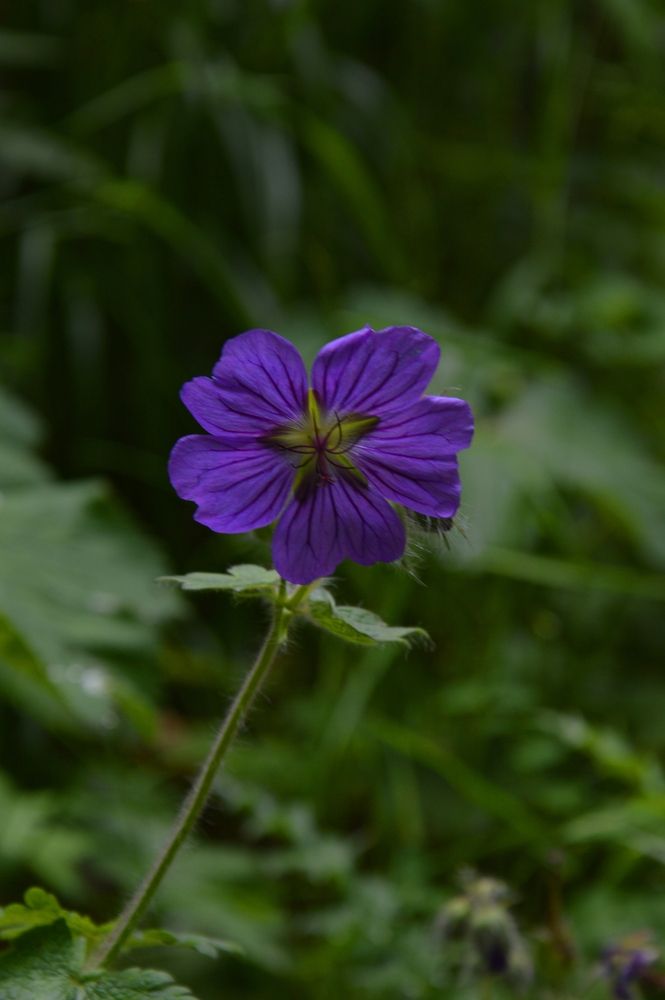 Photograph by Ольга Шевцова