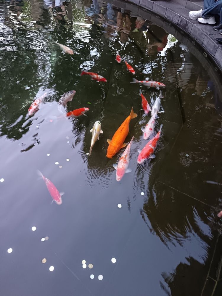 Фотография автора Ольга Шевцова