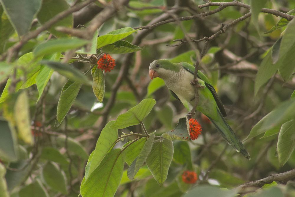 Фотография автора Guillermo Topp