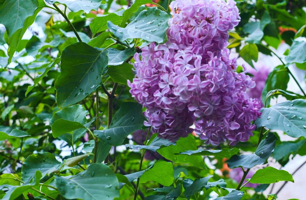 Lilac after the rain.