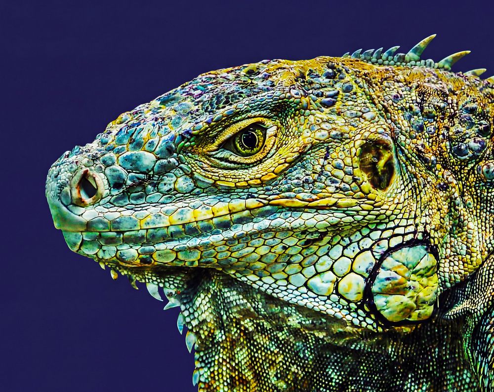 Photograph by Дарья Яновцева