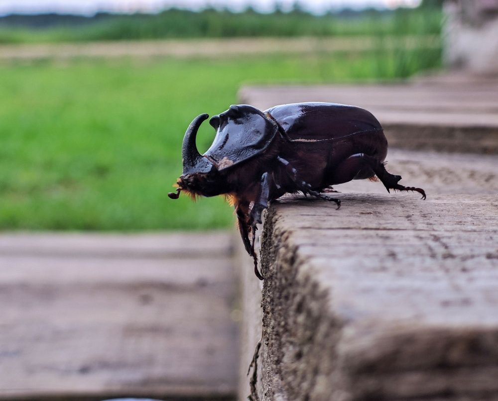 Photograph by Alexandr Gorelenkov